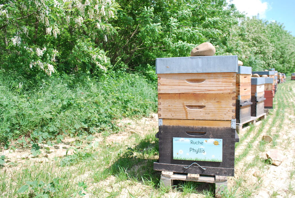 La ruche Phyllis