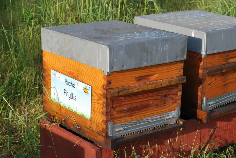 La ruche Phyllis
