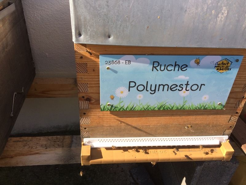 La ruche