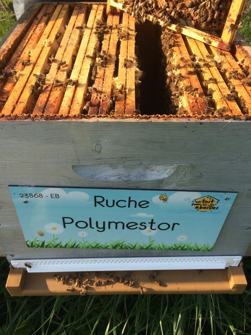 La ruche Polymestor