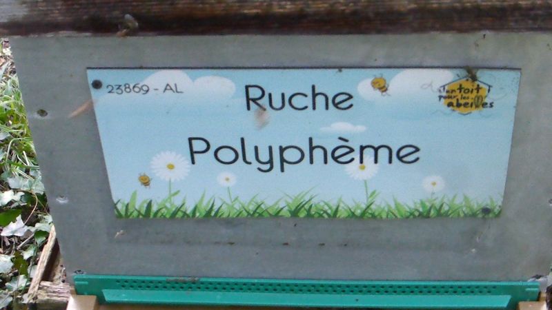 La ruche Polyphème