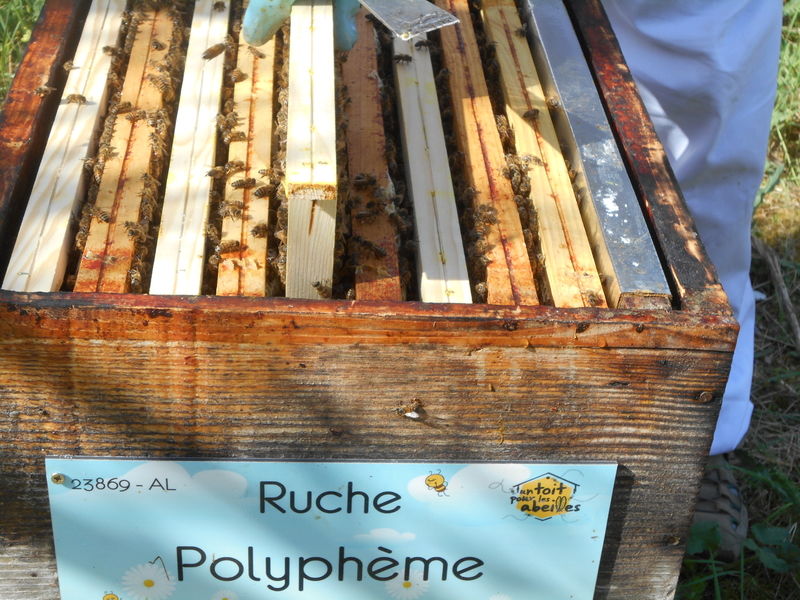 La ruche Polyphème
