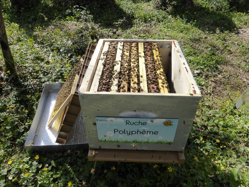 La ruche Polyphème