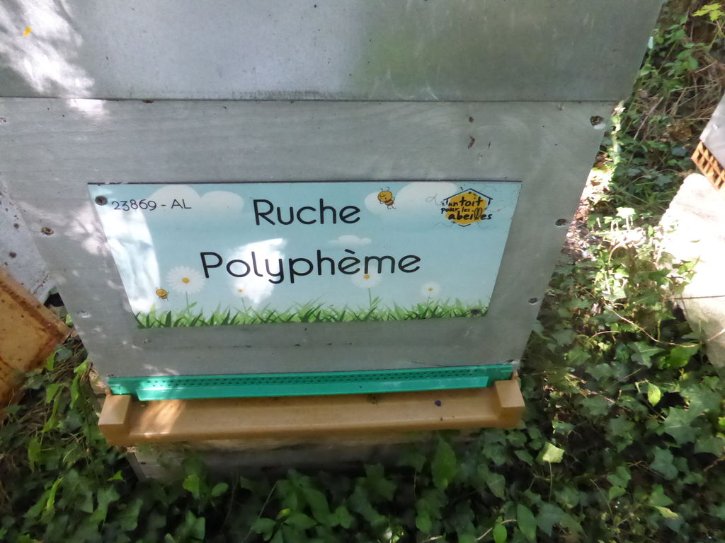 La ruche Polyphème