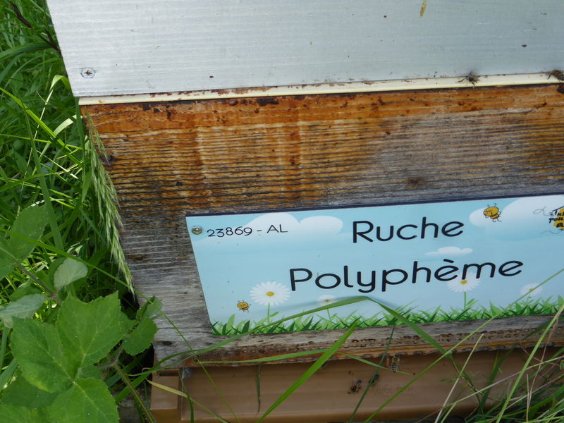 La ruche Polyphème