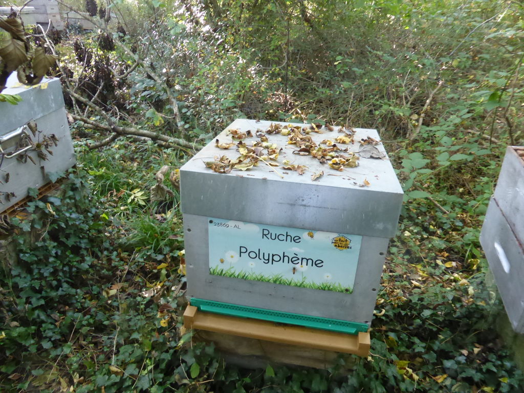 La ruche Polyphème