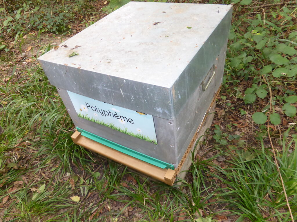 La ruche Polyphème
