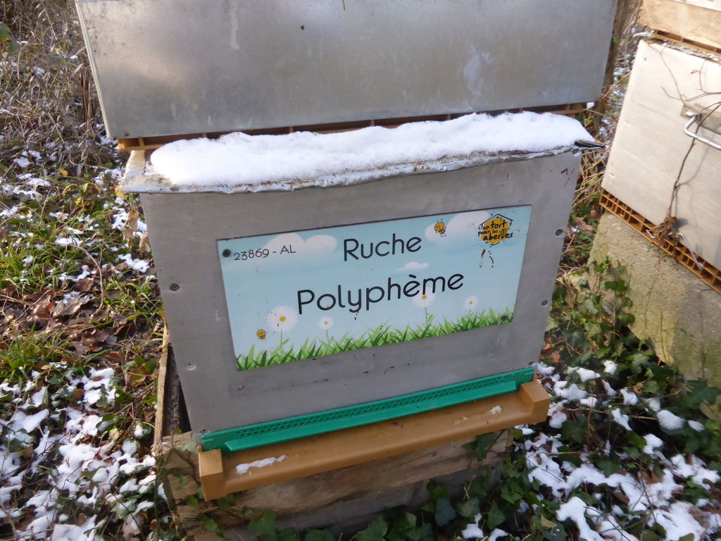 La ruche Polyphème