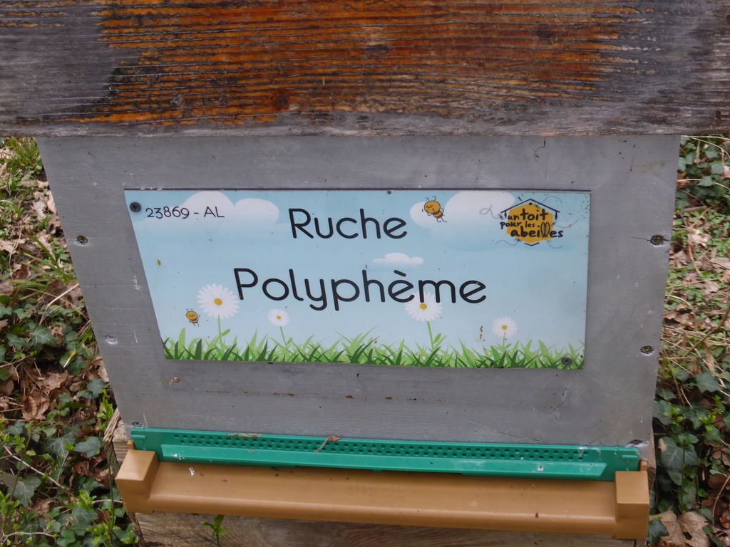La ruche Polyphème