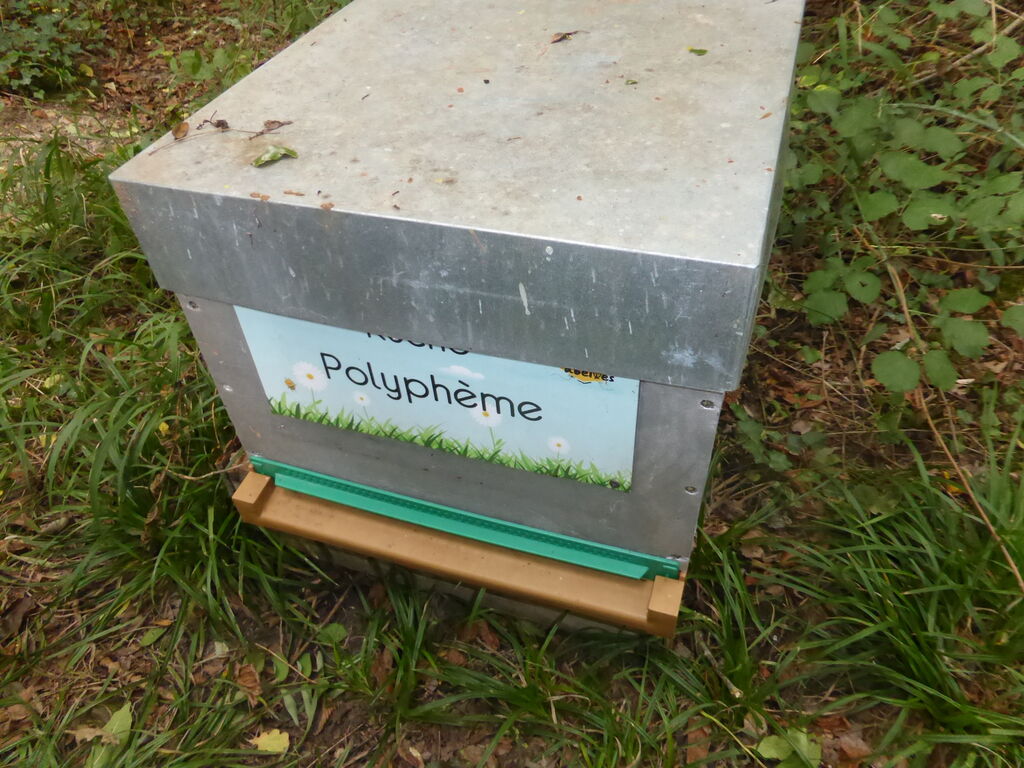 La ruche Polyphème