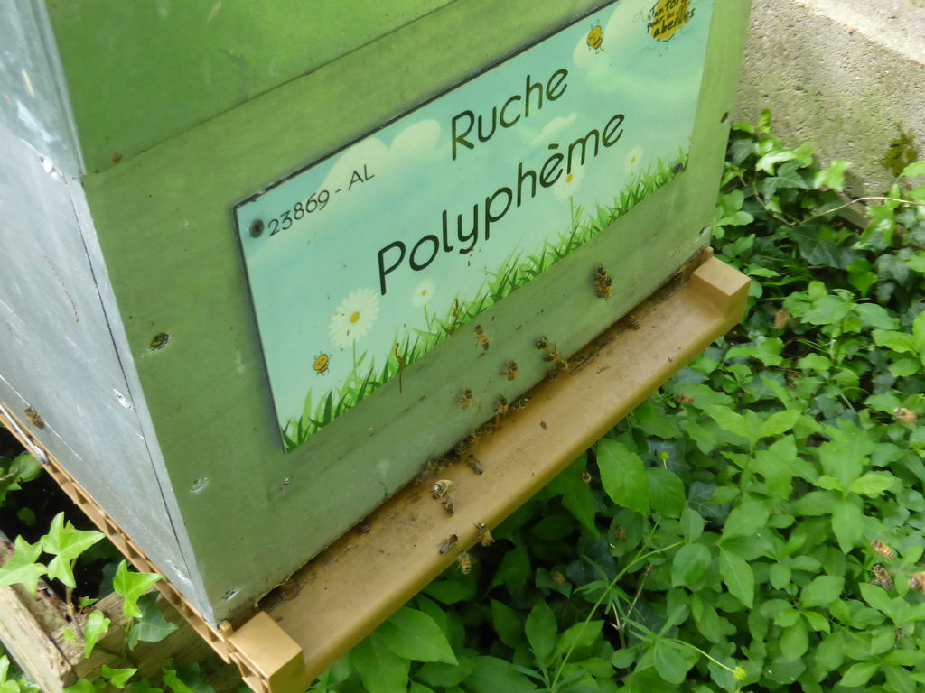 La ruche Polyphème
