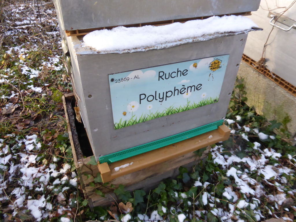 La ruche Polyphème