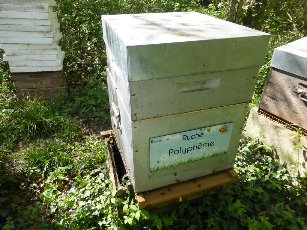 La ruche Polyphème