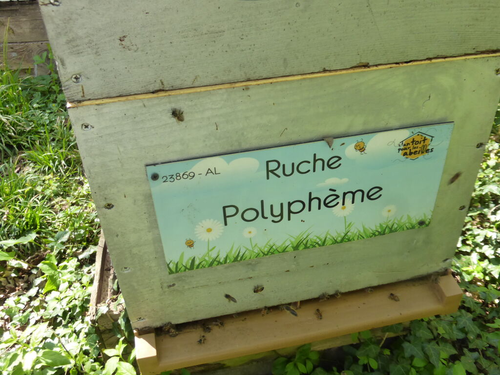 La ruche Polyphème