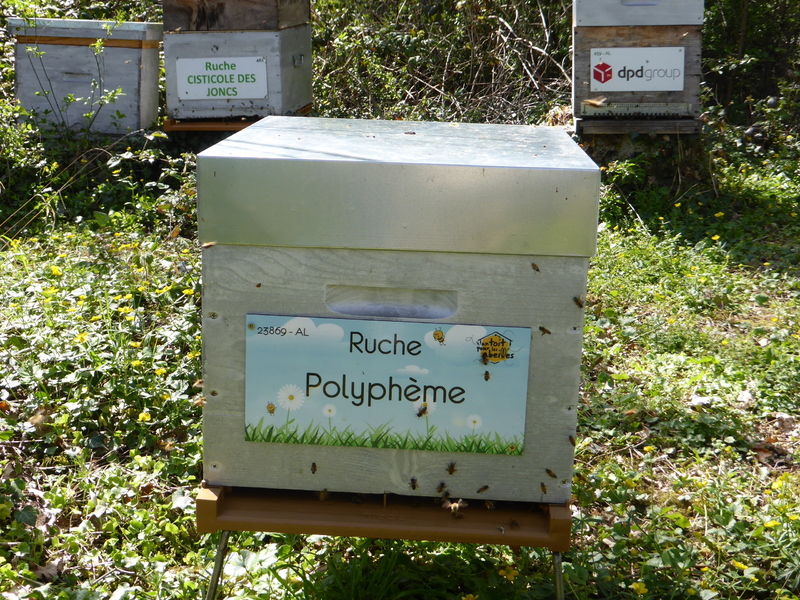 La ruche Polyphème