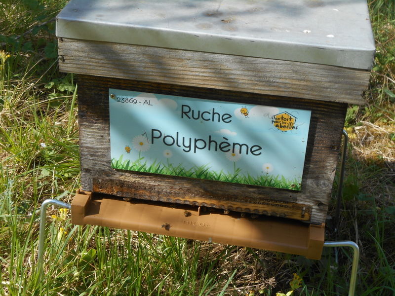 La ruche Polyphème