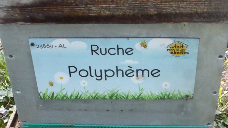 La ruche Polyphème