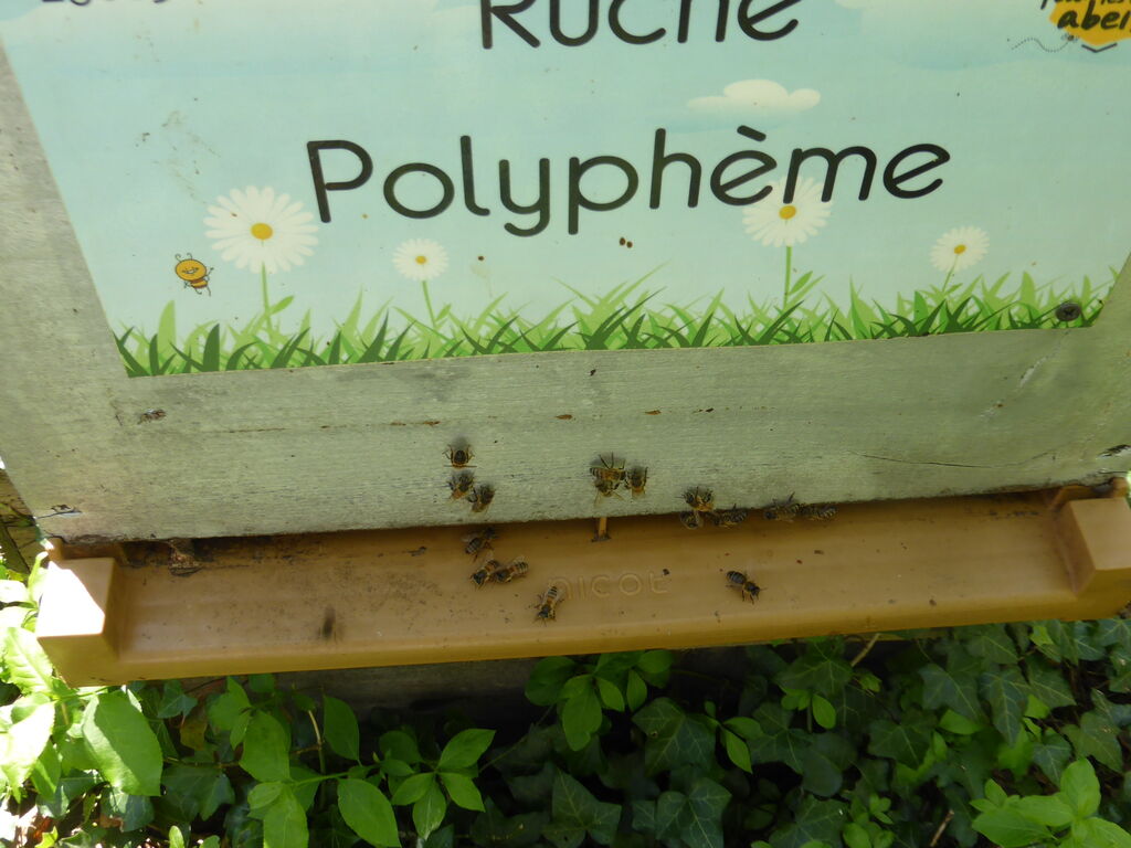 La ruche Polyphème