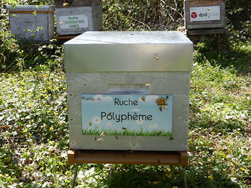 La ruche Polyphème