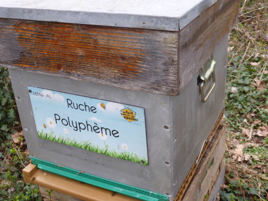 La ruche Polyphème