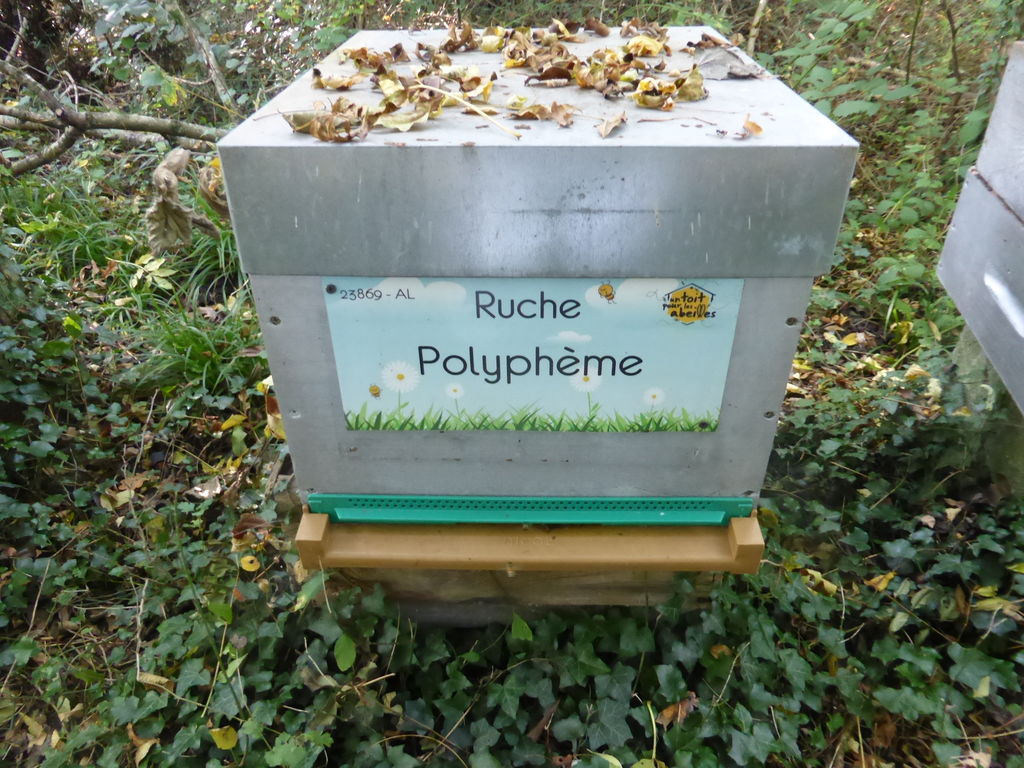 La ruche Polyphème