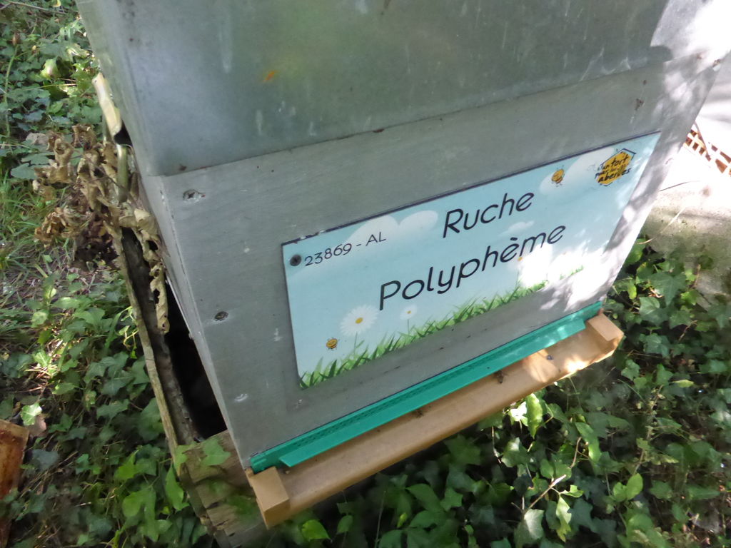 La ruche Polyphème