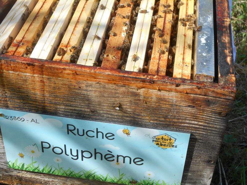 La ruche Polyphème