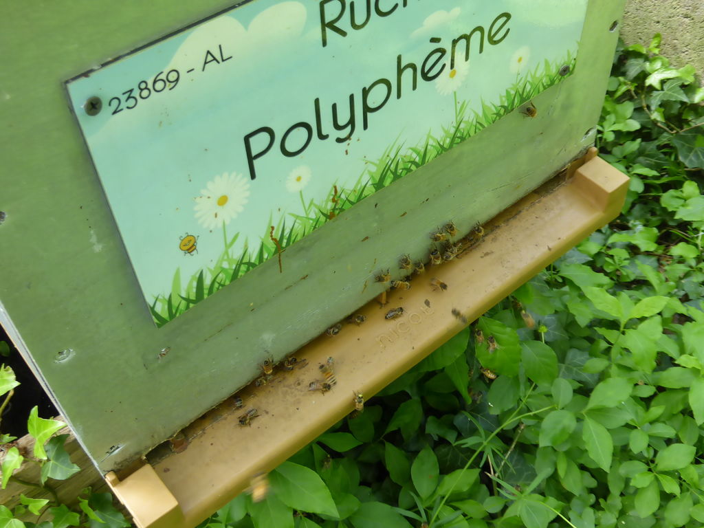 La ruche Polyphème