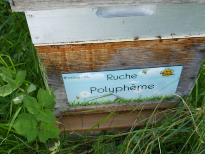 La ruche Polyphème