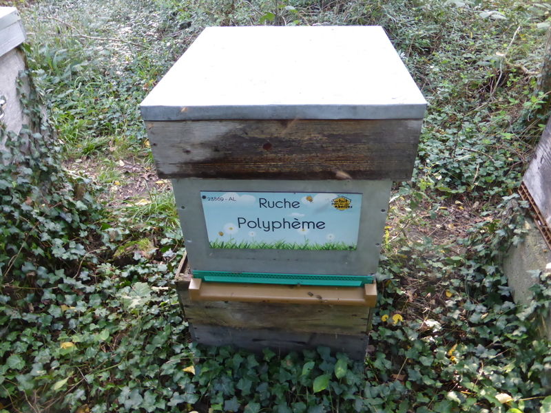 La ruche Polyphème