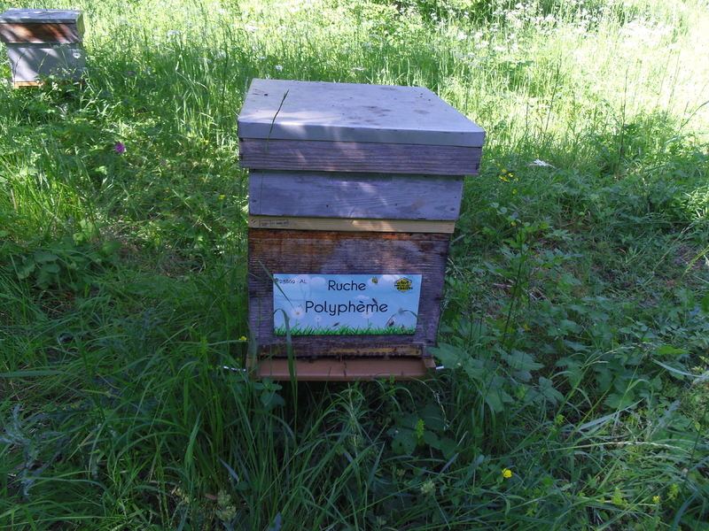 La ruche Polyphème