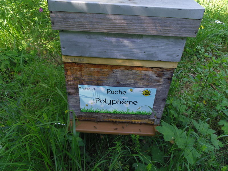 La ruche Polyphème