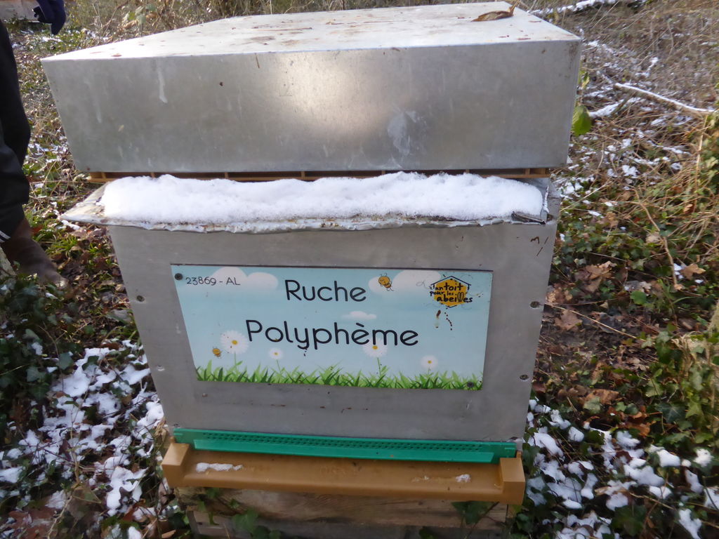 La ruche Polyphème