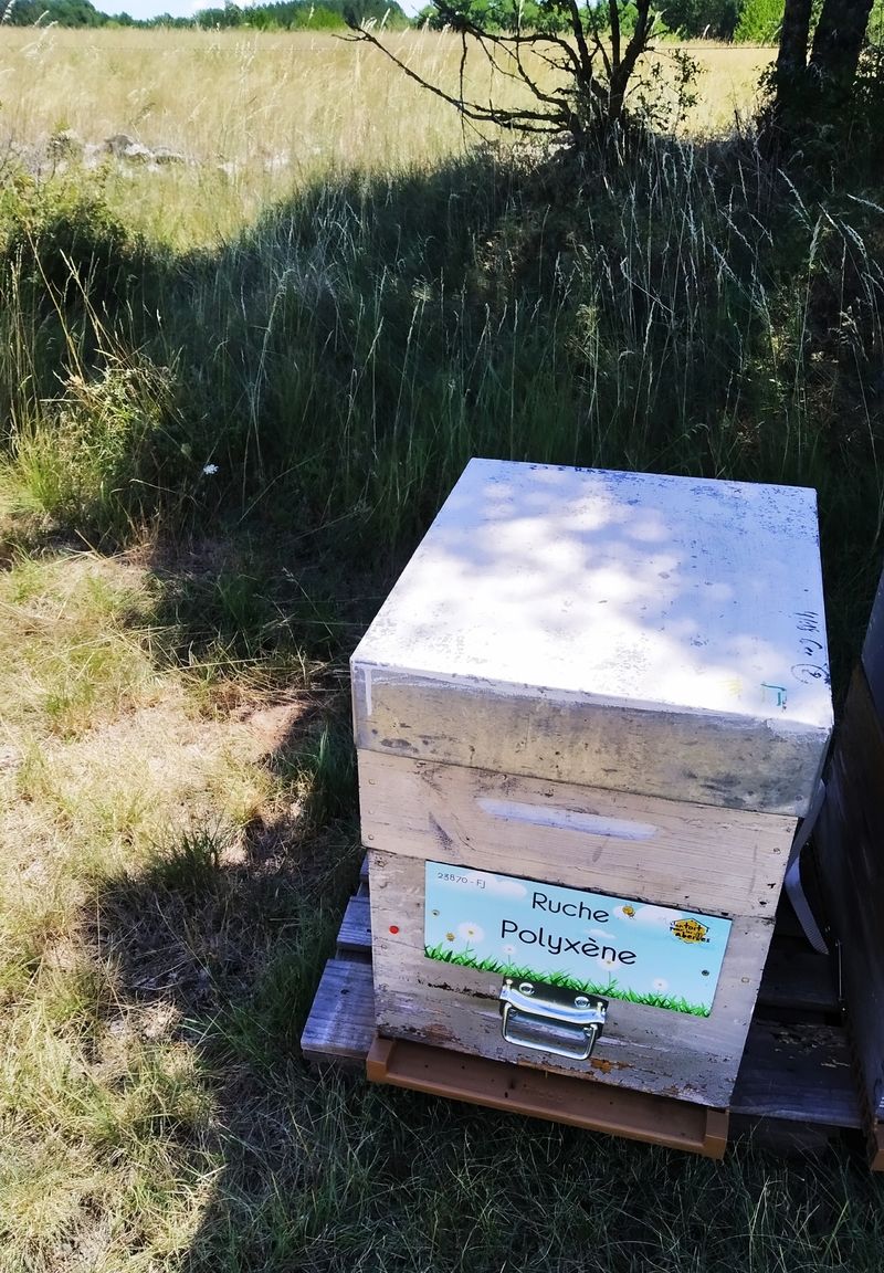 La ruche Polyxène