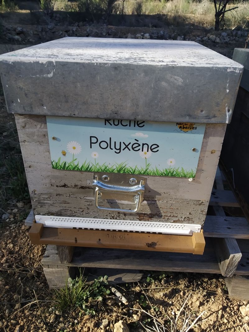 La ruche Polyxène