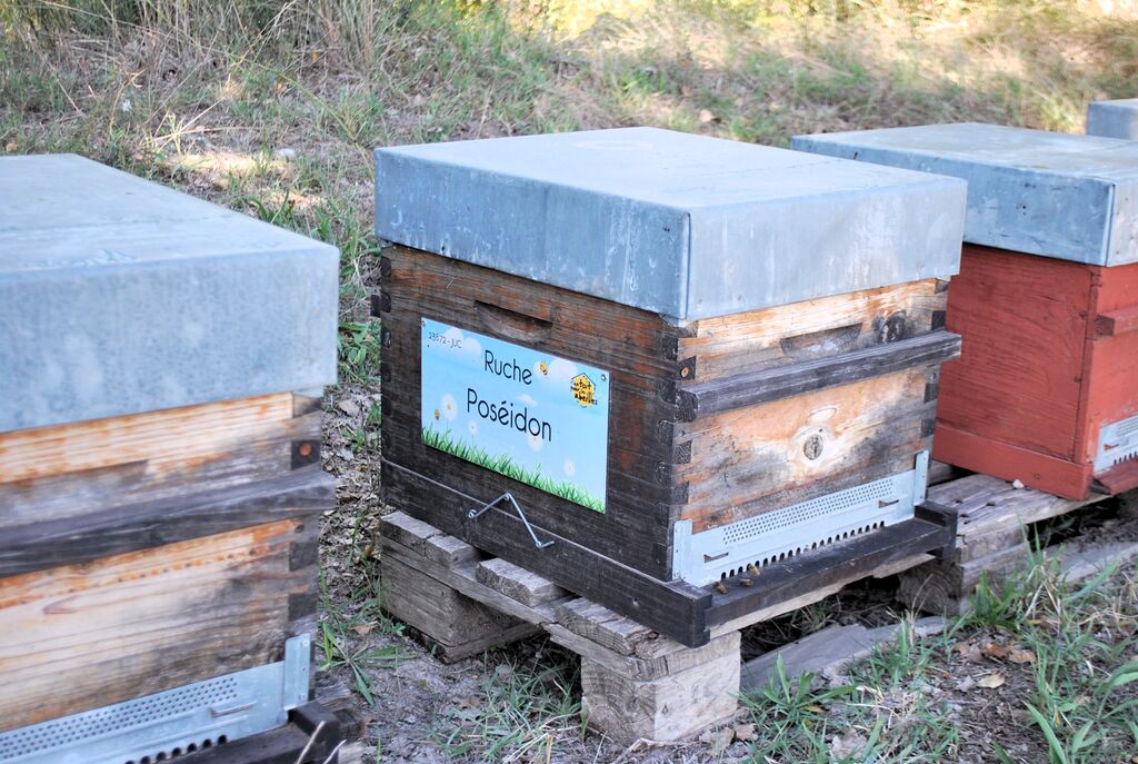 La ruche Poséidon