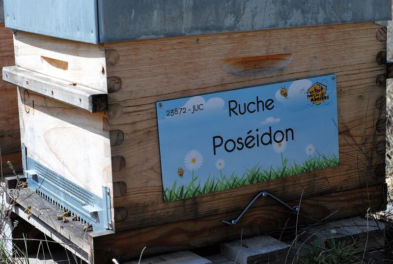 La ruche Poséidon