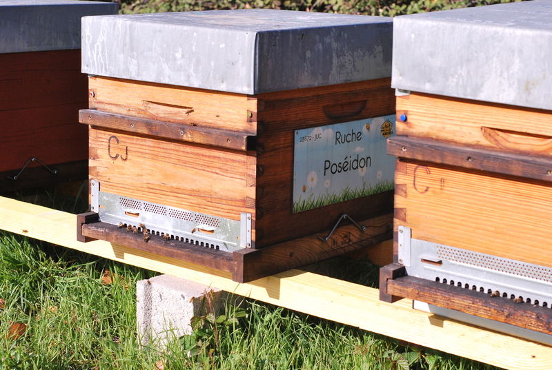 La ruche Poséidon