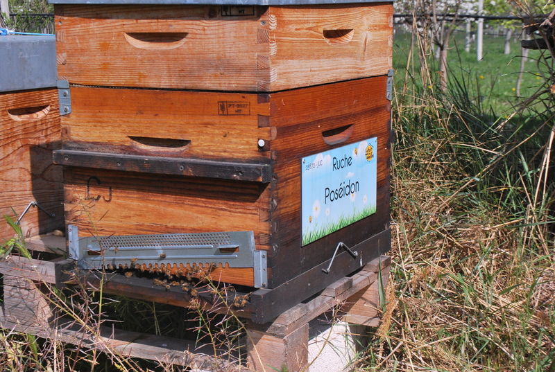 La ruche Poséidon