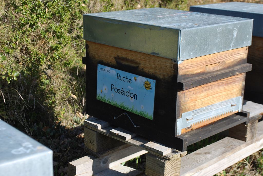 La ruche Poséidon