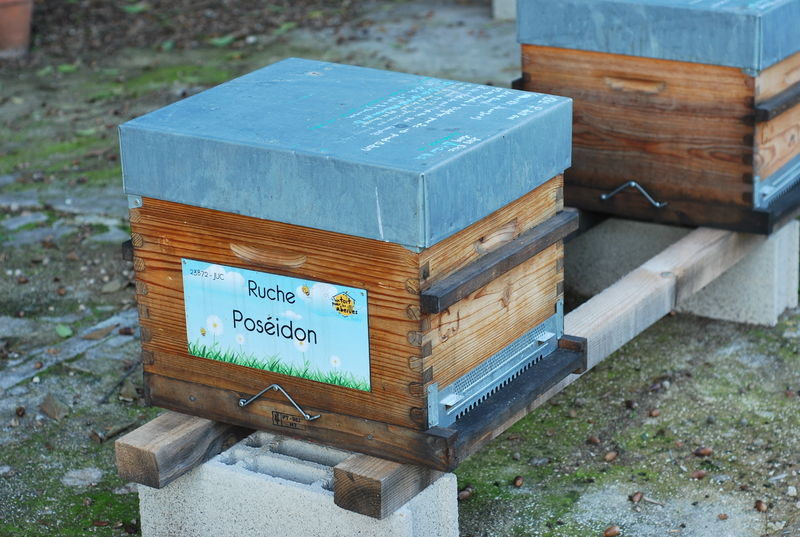 La ruche Poséidon