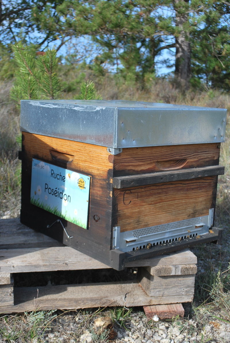 La ruche Poséidon