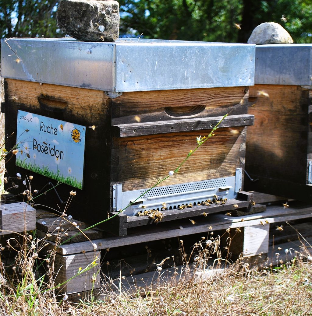 La ruche Poséidon