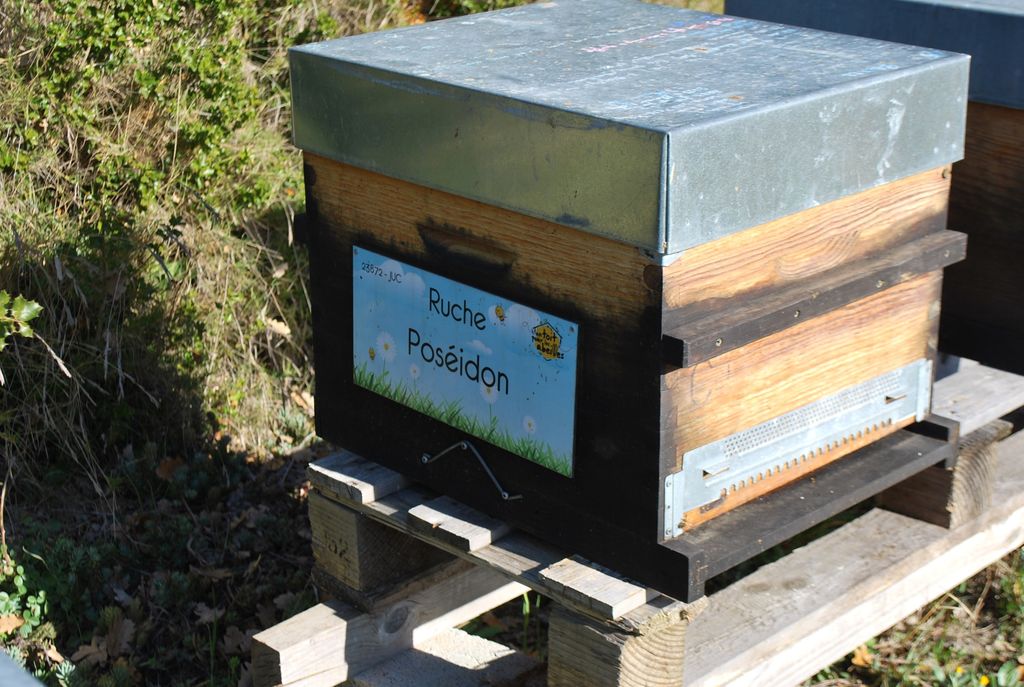La ruche Poséidon