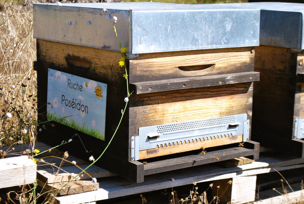 La ruche Poséidon