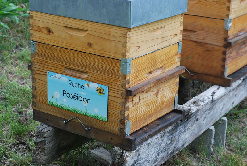 La ruche Poséidon