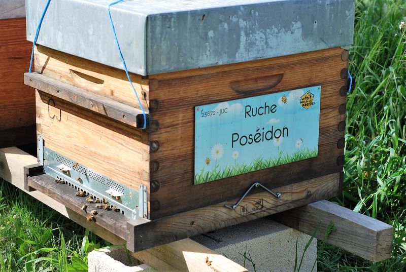 La ruche Poséidon