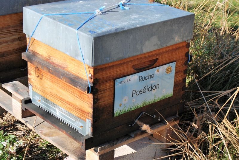 La ruche Poséidon