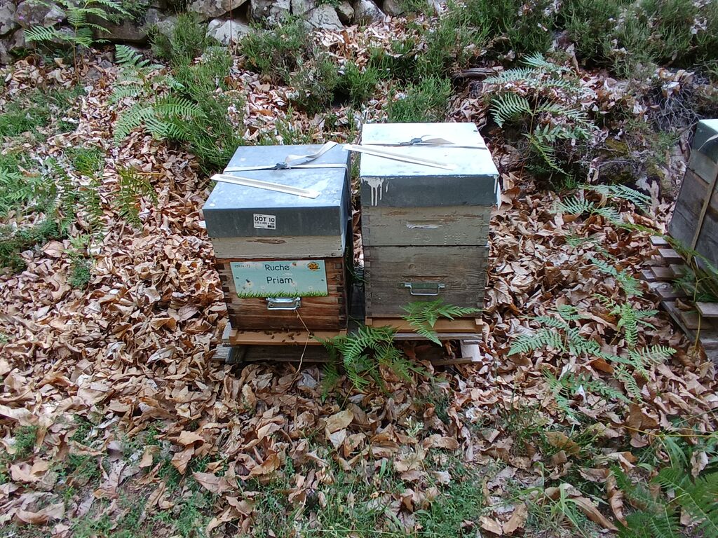 La ruche Priam
