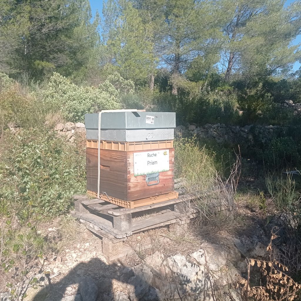 La ruche Priam